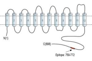 Representative domain view of the target of ABIN7885523.