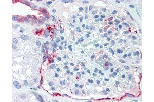 Anti-SLC39A14 antibody IHC of human kidney. (SLC39A14 antibody  (Internal Region))