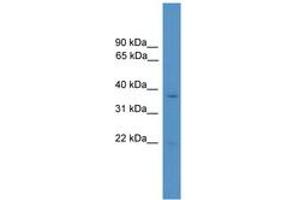 Image no. 1 for anti-Rhox Homeobox Family, Member 1 (RHOXF1) (AA 50-99) antibody (ABIN6746176) (RHOXF1 antibody  (AA 50-99))