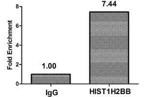 Chromatin Immunoprecipitation Hela (4*10 6 ) were treated with Micrococcal Nuclease, sonicated, and immunoprecipitated with 8 μg anti-HIST1H2BB (ABIN7139166) or a control normal rabbit IgG. (HIST1H2BB antibody  (acLys16))