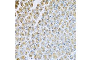 Immunohistochemistry of paraffin-embedded mouse stomach using AP1M2 antibody. (AP1m2 antibody  (AA 164-423))