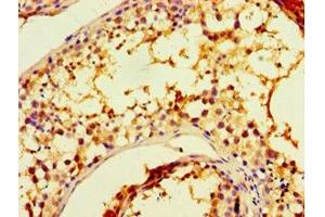 Immunohistochemistry of paraffin-embedded human testis tissue using ABIN7147675 at dilution of 1:100 (CHRFAM7A antibody  (AA 1-150))