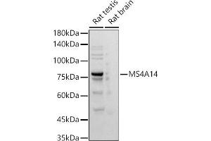 Western blot analysis of extracts of various cell lines, using MS4 antibody (ABIN7268474) at 1:500 dilution.