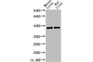 Western blot analysis of 1) Mouse Liver Tissue, 2) Rat Liver Tissue using HAO1 Monoclonal Antibody. (HAO1 antibody)
