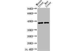 Western blot analysis of 1) Mouse Liver Tissue, 2) Rat Liver Tissue using HAO1 Monoclonal Antibody.