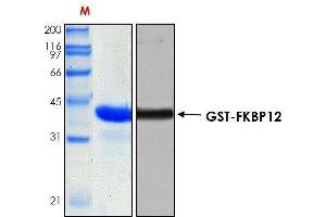 10% SDS-PAGE stained with Coomassie Blue (CB), immunobloting with anti-GST serum (WB) and peptide fingerprinting by MALDI-TOF-TOF mass spectrometry (FKBP1B Protein (AA 1-108))