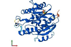 AlphaFold protein structure predicition of Human Recombinant DDAH2 Protein, UniprotID O95865 (DDAH2 Protein (AA 1-285) (His tag))