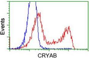 Flow cytometric analysis of HEK293T cells transfected with either overexpress plasmid (Red) or empty vector control plasmid (Blue) using CRYAB monoclonal antibody, clone 6D11 .