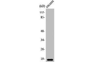 Western Blot analysis of COLO205 cells using TCEAL1 Polyclonal Antibody
