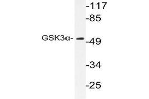 Western blot (WB) analyzes of GSK3alpha pAb in extracts from CV-1 cells. (GSK3 alpha antibody)