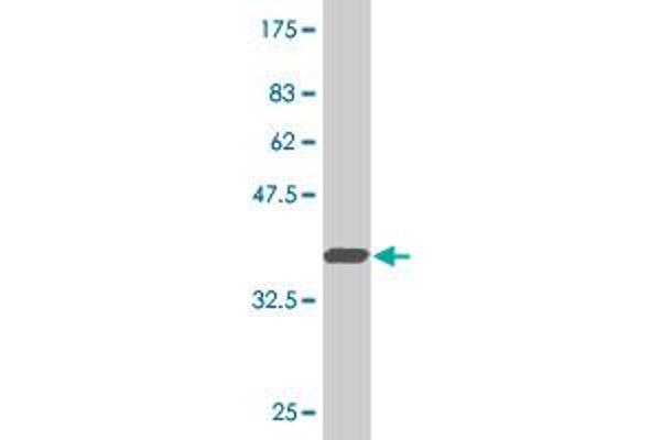 BARHL1 antibody  (AA 55-154)