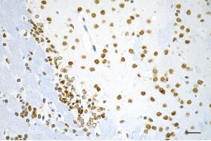 Immunohistochemistry was performed on paraffin-embedded mouse brain using RBBP4 antibody (ABIN7800185), 1:200). (Recombinant Retinoblastoma Binding Protein 4 antibody)