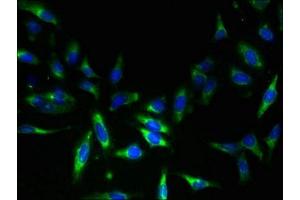 Immunofluorescent analysis of Hela cells using ABIN7160712 at dilution of 1:100 and Alexa Fluor 488-congugated AffiniPure Goat Anti-Rabbit IgG(H+L) (NAT8 antibody  (AA 64-227))