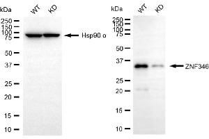 Western blotting analysis using ZNF346 antibody (ABIN7800896).