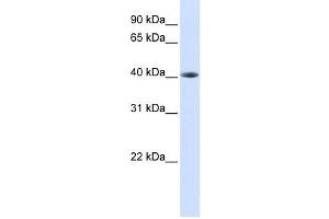 Western Blotting (WB) image for anti-TAR DNA Binding Protein (TARDBP) antibody (ABIN2458178) (TARDBP antibody)