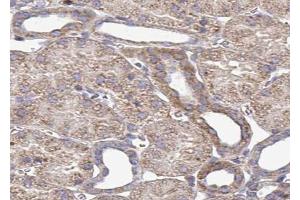 ABIN6272958 at 1/100 staining Mouse kidney tissue by IHC-P. (PDIA4 antibody  (Internal Region))