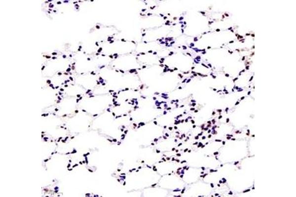 ZKSCAN4 antibody