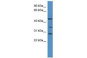 B3galt2 antibody used at 0. (B3GALT2 antibody  (C-Term))