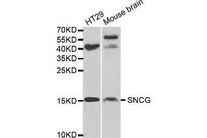 Western blot analysis of extracts of various cell lines, using SNCG antibody. (SNCG antibody  (AA 1-127))