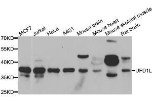 Western blot analysis of extracts of various cell lines, using UFD1L antibody (ABIN5974111) at 1/1000 dilution. (UFD1L antibody)