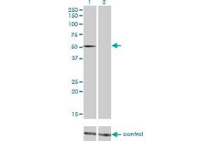 Western blot analysis of FLI1 over-expressed 293 cell line, cotransfected with FLI1 Validated Chimera RNAi (Lane 2) or non-transfected control (Lane 1). (FLI1 antibody  (AA 1-452))