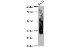 Western Blotting (WB) image for anti-CD63 (CD63) (AA 103-203) antibody (ABIN7147175)