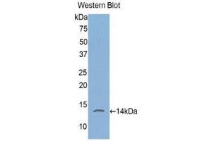 Western Blotting (WB) image for anti-FK506 Binding Protein 1A, 12kDa (FKBP1A) (AA 2-108) antibody (ABIN1078039) (FKBP1A antibody  (AA 2-108))