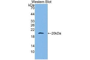 Detection of recombinant APOA5 using Monoclonal Antibody to Apolipoprotein A5 (APOA5) (APOA5 antibody  (AA 167-335))