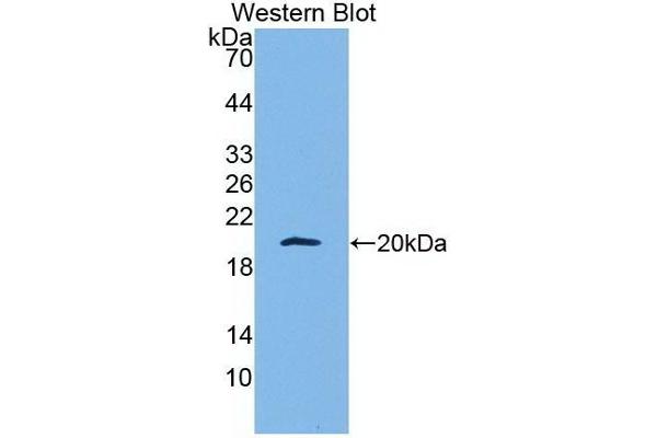 APOA5 抗体  (AA 167-335)