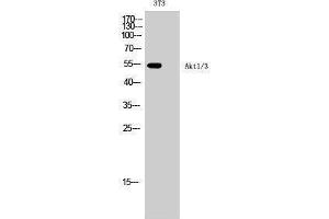 Western Blotting (WB) image for anti-AKT1/3 (Lys539) antibody (ABIN3173748) (AKT1/3 (Lys539) antibody)