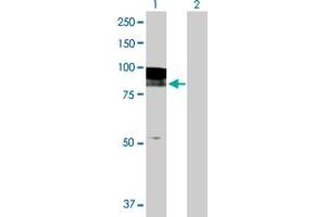 Western Blot analysis of EPB41L2 expression in transfected 293T cell line by EPB41L2 MaxPab polyclonal antibody. (EPB41L2 antibody  (AA 1-633))