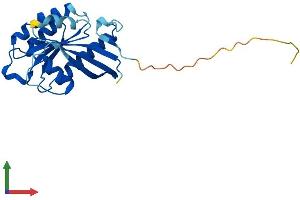 AlphaFold protein structure predicition of Mouse Recombinant Rab2b Protein, UniprotID P59279