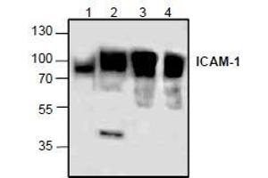 AP26345PU-N: Western blot analysis of ICAM-1 using lysates from rat kidney (Lane 1), 3T3 cells (Lane 2), and Jurkat cells (Lane 3 & 4). (ICAM1 antibody)