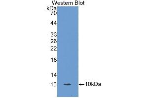 Detection of Recombinant OCM, Human using Polyclonal Antibody to Oncomodulin (OCM) (Oncomodulin antibody  (AA 1-109))