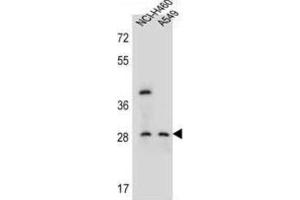 Western Blotting (WB) image for anti-Spermatogenesis Associated, Serine-Rich 1 (SPATS1) antibody (ABIN2996395) (SPATS1 antibody)
