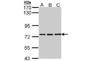 WB Image Sample (30 ug of whole cell lysate) A: H1299 B: Hela C: Hep G2 , 7. (NPAS2 antibody  (C-Term))