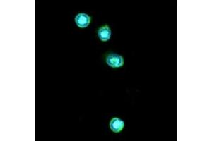 ICC/IF analysis of TLR7 in THP-1 cells line, stained with DAPI (Blue) for nucleus staining and monoclonal anti-human TLR7 antibody (1:100) with goat anti-mouse IgG-Alexa fluor 488 conjugate (Green). (TLR7 antibody  (AA 451-500))