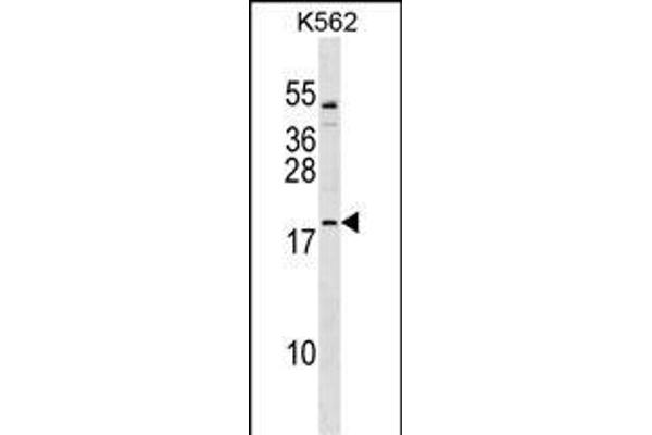 TCF15 antibody  (AA 81-107)