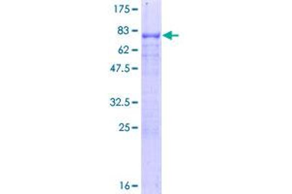 NR5A2 + LRH1 Protein (AA 1-495) (GST tag)