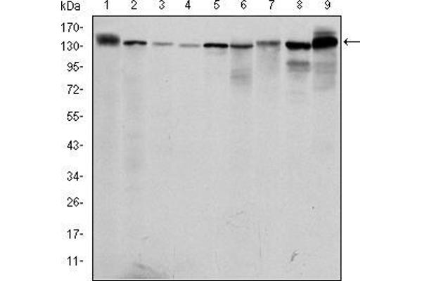 PKN2 antibody