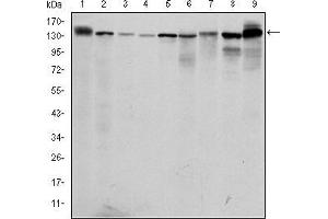 Western blot analysis using PRK2 mouse mAb against PC-12 (1), Cos7 (2), K562 (3), Jurkat (4), Hela (5), A431 (6), C6 (7), NIH/3T3 (8) and HEK293 (9) cell lysate. (PKN2 antibody)