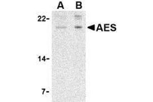 Western blot analysis of AES in 293 cell lysate with AES antibody at (A) 2 and (B) 4 μg/ml. (AES antibody  (N-Term))