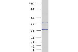 Validation with Western Blot (AGPAT5 Protein (Myc-DYKDDDDK Tag))