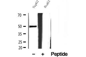 Western blot analysis of extracts of HepG2 cells, using SQRDL antibody.