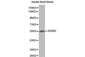 Western blot analysis of extracts of mouse heart tissue, using ADRB2 antibody. (beta 2 Adrenergic Receptor antibody)