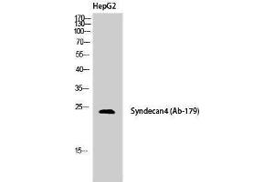 Western Blotting (WB) image for anti-Syndecan 4 (SDC4) (Tyr1022) antibody (ABIN3177568) (SDC4 antibody  (Tyr1022))