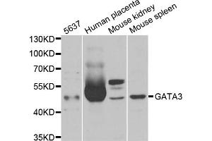 Western blot analysis of extracts of various cell lines, using GATA3 antibody (ABIN5970807) at 1/1000 dilution. (GATA3 antibody)