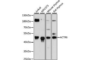 Western blot analysis of extracts of various cell lines, using  antibody (ABIN6133271, ABIN6136499, ABIN6136500 and ABIN6217149) at 1:3000 dilution. (ACTR6 antibody  (AA 237-396))
