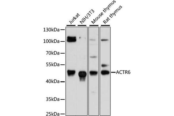 ACTR6 antibody  (AA 237-396)