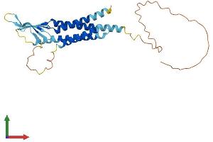 AlphaFold protein structure predicition of Human Recombinant CACNG7 Protein, UniprotID P62955